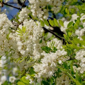 Саженец акации белой (Робиния) Фризиа (Frisia)