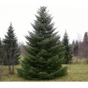 Саженец Ели Сибирской от 150 см