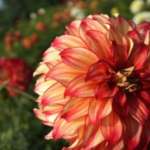 Клубень георгина шаровидный Спартакус (Spartacus)