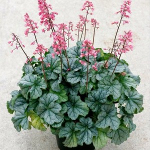 Саженец гейхеры зеленолистной Литтл Кьюти Пеперминт (Little Cutie Peppermint)