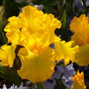 Саженец ириса Вайбрант (Vibrant)