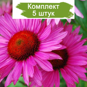 Саженцы эхинацеи пурпурной Руби Глоу (Ruby Glow) -  комплект 5 шт.
