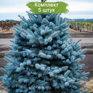 Саженцы Ели колючей Глаука Мэджестик Блу  (Glauca Majestic Blue) (Саженцы до 25 см) -  комплект 5 шт.
