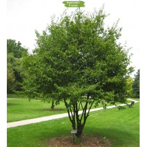 Саженцы граба Каролинского ( от 15 см) -  комплект 5 шт.