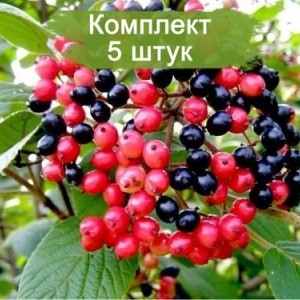 Саженцы калины Гордовина -  комплект 5 шт.