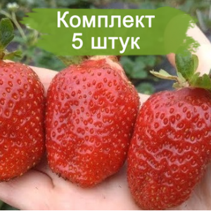 Саженцы клубники Крапо 10 -  комплект 5 шт.
