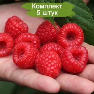 Саженцы ремонтантной малины Маравилла (Красная) -  комплект 5 шт.