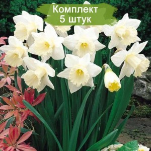 Луковицы белого нарцисса Маунт Худ (Mount Hood) -  комплект 5 шт.