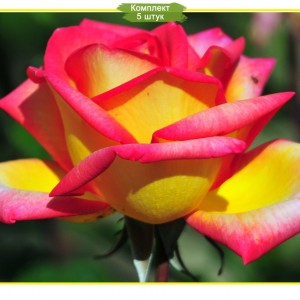 Саженцы чайно-гибридной розы Солидор-2 (Solidor - 2) -  комплект 5 шт.