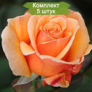 Саженцы чайно-гибридной розы Вуду (Voodoo) -  комплект 5 шт.