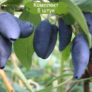 Саженцы жимолости Югана -  комплект 5 шт.