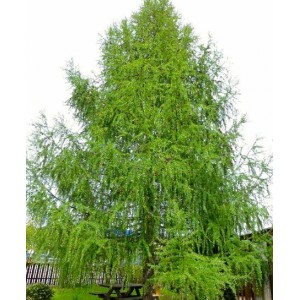 Саженец лиственницы Европейской ( 20-50 см)