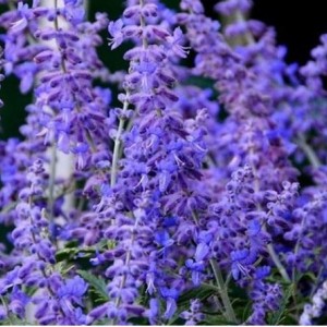 Саженец Перовскии лебедолистной Кружевно-Голубой