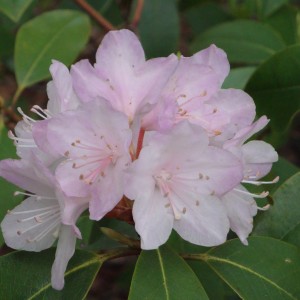 Саженец рододендрона Каролинский (розовый )