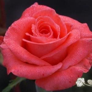 Саженец чайно-гибридной розы Вау (Wow)