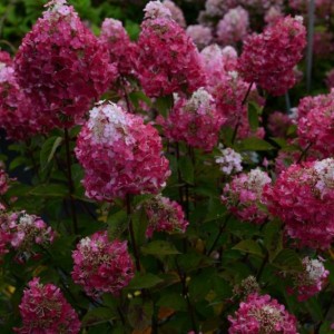 Саженец гортензии метельчатой Самарская Лидия