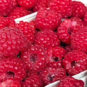 Саженец ремонтантной малины Евразия (Красная)