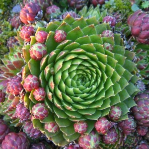 Саженец Молодило (Каменной розы)