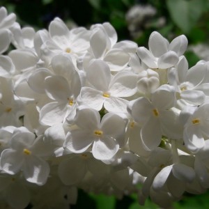 Саженец сирени Аваланж (Avalanche)