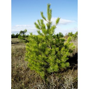 Саженец сосны Крымской 20-40 см