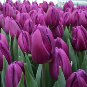 Луковица тюльпана Пурпл Леди (Purple Lady)