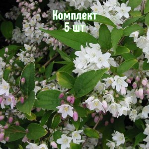 Комплект 5шт / Дейция розовая Кампанулата