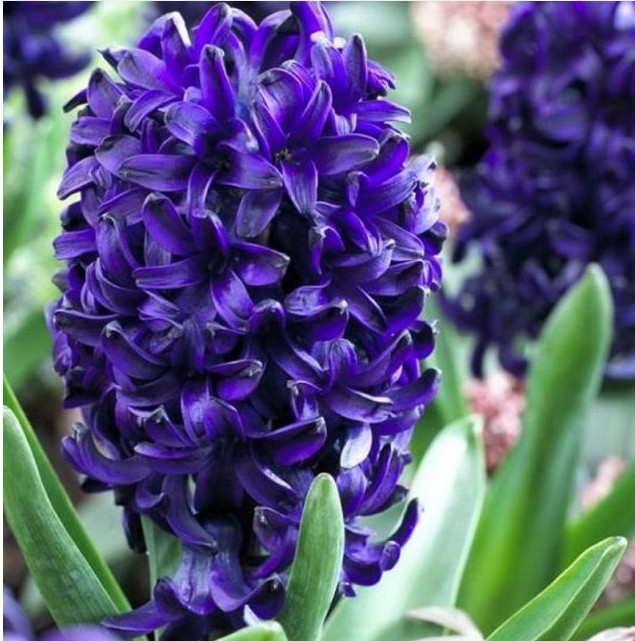 Гиацинт Оушен Делайт