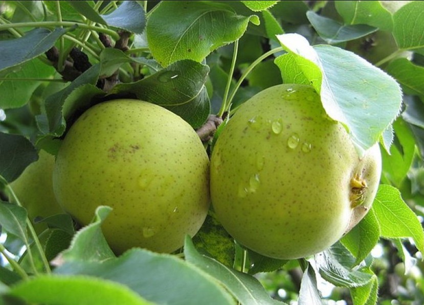 Груша Талица