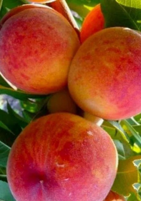 Персик Радужный 86