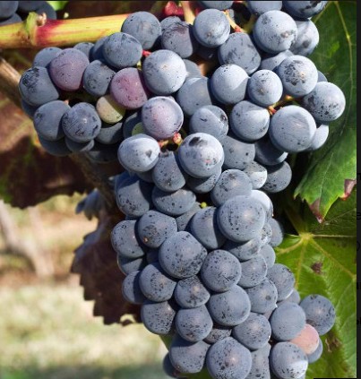 Виноград Аликант Буше