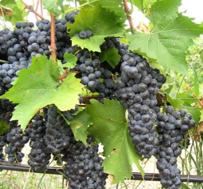 Виноград Альминский