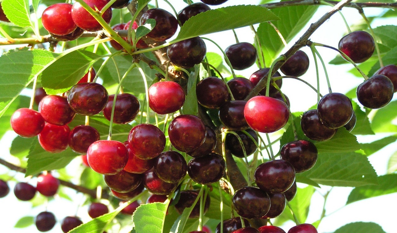 Вишня Банкетная