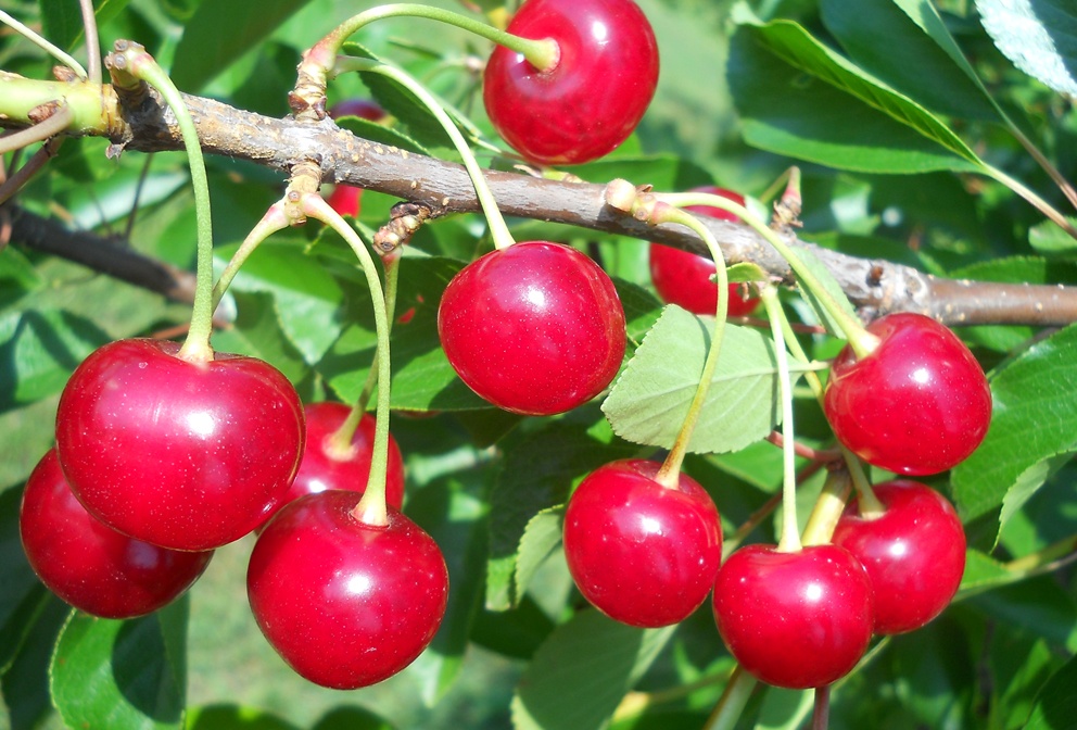 Вишня Окский Рубин