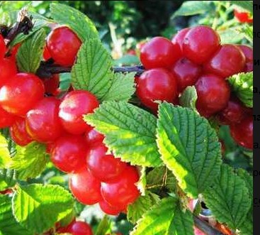 Вишня войлочная Юбилейная