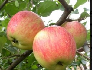 Яблоня Зимний Шафран