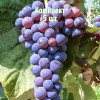 Комплект 5шт / Виноград Башкирский